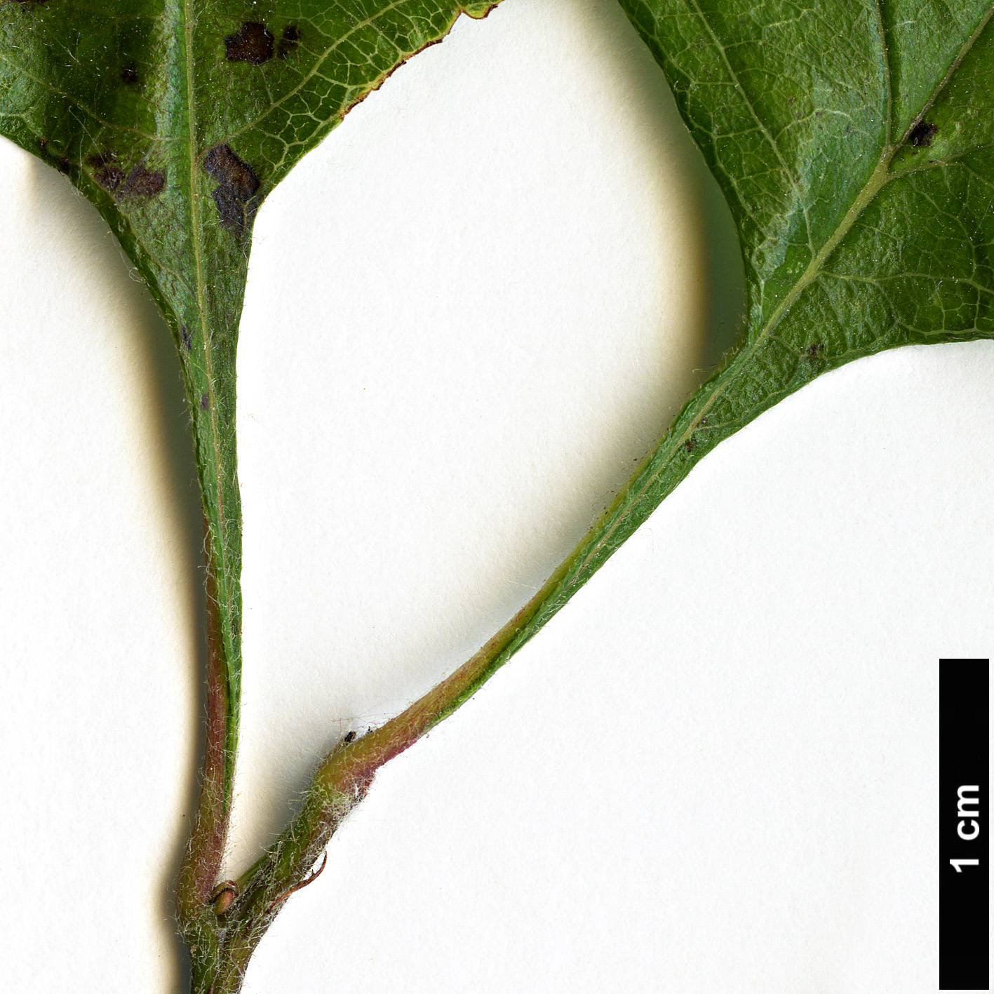 High resolution image: Family: Rosaceae - Genus: Crataegus - Taxon: mollis - SpeciesSub: var. viburnifolia High resolution image: Family: Rosaceae - Genus: Crataegus - Taxon: mollis - SpeciesSub: var. viburnifolia